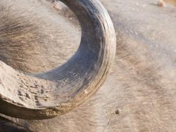 Uji Pengetahuan dan Kejelian, Tebak Ini Foto Hewan Apa?