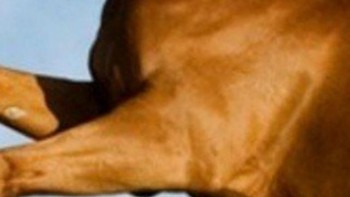 Kuda, anjing, atau unta? (Foto: Playbuzz)