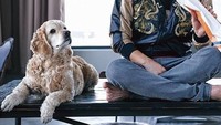 Lebih imut mana nih? Joong-ki saat sedang menggigit baguette atau seekor anjing yang ngiler di sampingnya? Foto: Instagram songjoongkionly