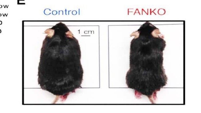 Tikus di sebelah kanan tidak memiliki enzim NAMPT sehingga tidak gemuk meski banyak makan lemak (healthsciences.ku.dk) Tikus di sebelah kanan tidak memiliki enzim NAMPT sehingga tidak gemuk meski banyak makan lemak (healthsciences.ku.dk)