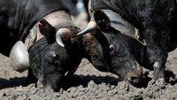 Kompetisi sapi tradisional tahunan di Swiss (Foto: Dok. REUTERS/Denis Balibouse)