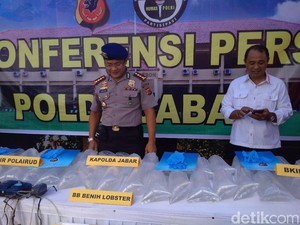 Polda Jabar Ringkus Tiga Pelaku Penjual Benih Lobster