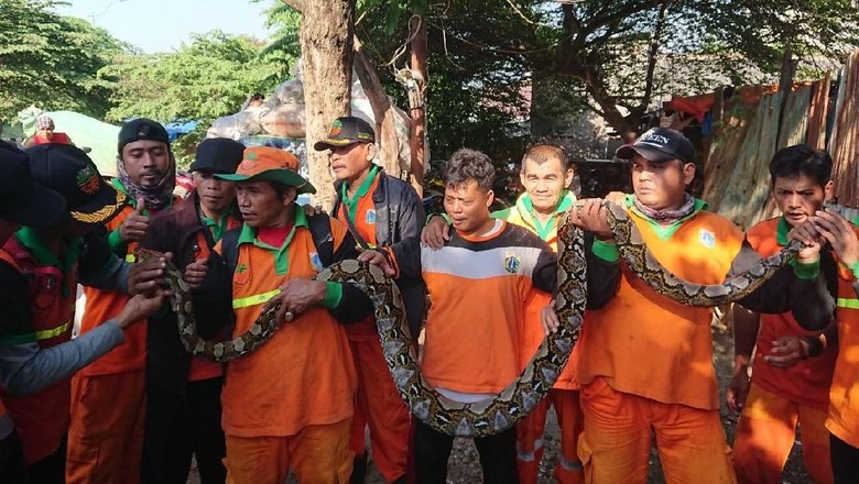 Petugas Ramai-ramai Tangkap Sanca 3,5 Meter di Kali BKT Petugas Ramai-ramai Tangkap Sanca 3,5 Meter di Kali BKT