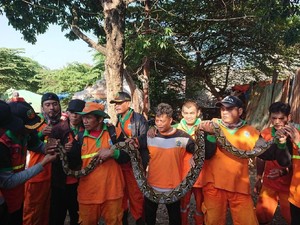 Petugas Ramai-ramai Tangkap Sanca 3,5 Meter di Kali BKT