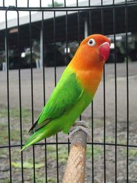Lovebird Burung Cantik yang Harganya Bisa hingga Rp 1 Miliar Lovebird Burung Cantik yang Harganya Bisa hingga Rp 1 Miliar