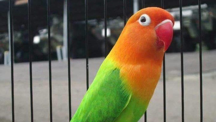 Lovebird yang sedang jadi primadona
