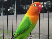 Kenapa Lovebird Mencabuti Bulunya Sendiri? Ini Penyebab dan Cara Mengatasinya