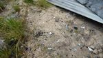 Foto: Sampah di Puncak Tertinggi Indonesia