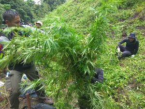 6 Hektare Ladang Ganja di Aceh Dimusnahkan
