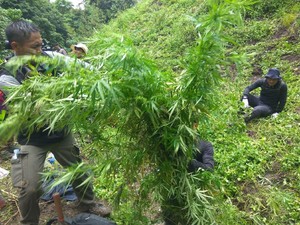 Jalan Licin, Begini Sulitnya ke Lokasi 6 Hektare Ganja di Aceh
