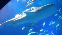 Sedangkan foto ini saat Anne berada di Churaumi Aquarium yang berada di Okinawa, Jepang. (cocoannne/ Instagram)