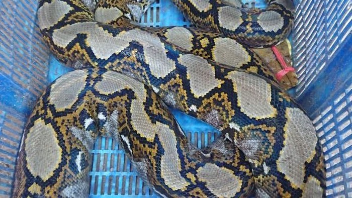 Ular sanca ditangkap di kali BKT Hulu