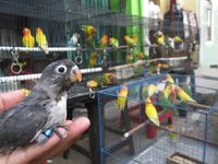 Lovebird Burung Cantik Yang Harganya Bisa Hingga Rp 1 Miliar