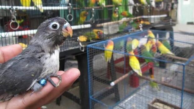 Kisah Lovebird: Burung Primadona yang Sampai Jadi Mas Kawin