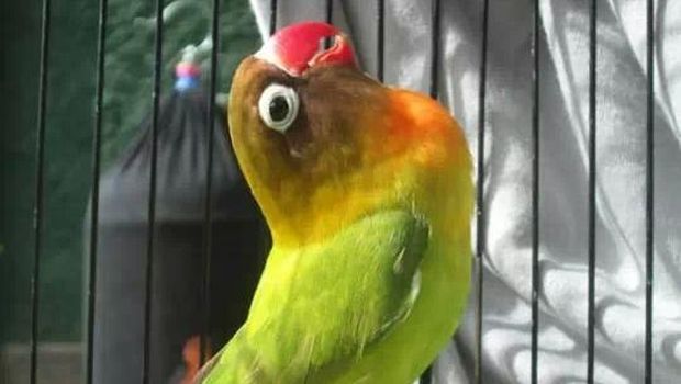 Kisah Lovebird: Burung Primadona yang Sampai Jadi Mas Kawin
