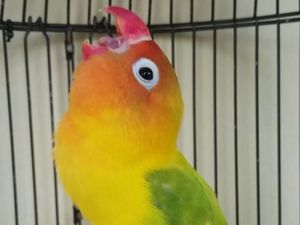 Rekening Rp 2 Juta Diblokir KPK, Pedagang Burung Teriak Salah Apa