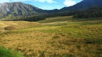 Padang savana ini berada di Gunung Semeru, Jawa Timur. (Yudith/ dTraveler)