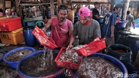 Sandi yang pernah datang langsung ke Tsukiji Fish Market itu optimis bahwa Kalibaru dapat menjadi seperti pasar ikan tersebut. Dia ingin warga nantinya turut berpartisipasi untuk meramaikan pelelangan ikan Kalibaru.