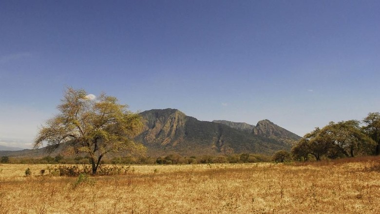 Savana di Taman Nasional Baluran (Baluran National Park) Savana di Taman Nasional Baluran (Baluran National Park)