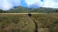 Hamparan ilalang ini berada di Savana Cikasur di Gunung Argopura, Probolinggo, Jawa Timur. (id_pendaki/Instagram)