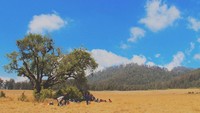Selain memiliki jalur trek pendakian terpanjang di Indonesia, gunung ini terkenal dengan savana yang sangat indah. (udinpenyok/Instagram)