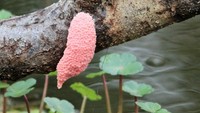 Telur keong emas bisa ditemukan di sungai atau kolam. (Foto: Facebook)
