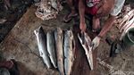 Melihat Pemotongan dan Penjemuran Ikan Hiu