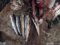 Apakah Ikan Hiu Halal Dimakan? Begini Penjelasan Ulama