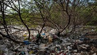 Menumpuknya limbah sampah tidak hanya memenuhi area pemukiman warga, tetapi juga hingga ke area hutan mangrove di pesisir pantai. Jes Aznar/Getty Images.