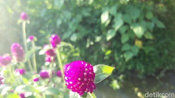 Hasil jepretan kamera Galaxy A. Foto: Adi Fida Rahman/detikINET