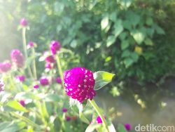 Deretan Foto Jepretan Galaxy A6 dan A6+