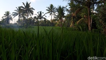 Hasil jepretan kamera Galaxy A. Foto: Adi Fida Rahman/detikINET