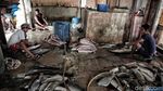 Melihat Pemotongan dan Penjemuran Ikan Hiu