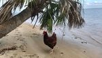 Foto: Sammi, Si Ayam yang Suka ke Pantai