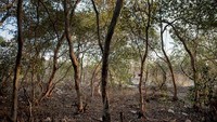 Sampah yang menumpuk ini tentu saja akan mengganggu ekosistem dari hutan mangrove tersebut. Jes Aznar/Getty Images.