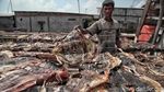 Melihat Pemotongan dan Penjemuran Ikan Hiu