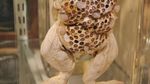 10 Foto Hewan yang Bikin Merinding Pengidap Trypophobia