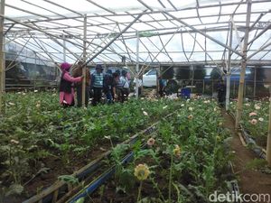 Anggota APRACA dari Srilanka Pelajari Bunga Potong di Lembang