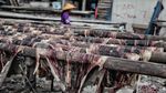 Melihat Pemotongan dan Penjemuran Ikan Hiu