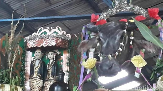 Persembahan Kepala Kerbau, Awali Musim Giling PG Soedhono Ngawi