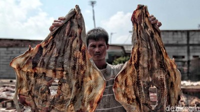 Melihat Pemotongan dan Penjemuran Ikan Hiu