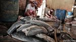 Melihat Pemotongan dan Penjemuran Ikan Hiu