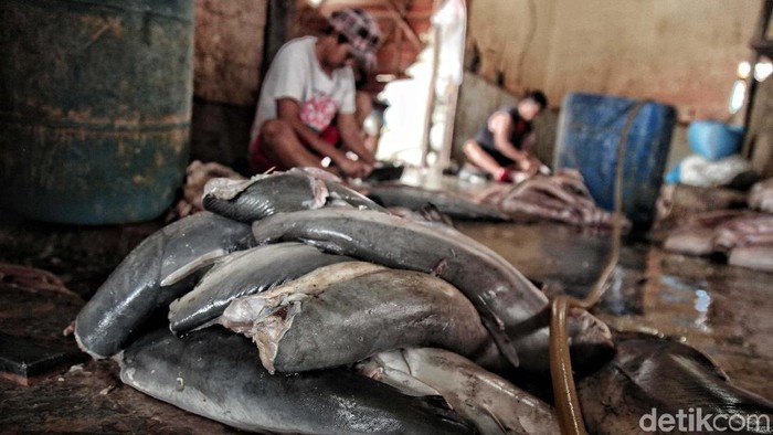 Meski telah dilarang, nelayan Cilincing, tetap menangkap ikan hiu. Hiu ini diambil sirip, daging dan kulitnya. Yuk lihat proses pemotongan dan penjemuran ikan hiu.