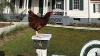 Dave memutuskan meemlihara ayam karena dia berpikir tidak akan ada anjing lain yang mampu menggantikan anjingnya yang mati. (sammichicken/Instagram)