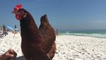 Foto: Sammi, Si Ayam yang Suka ke Pantai