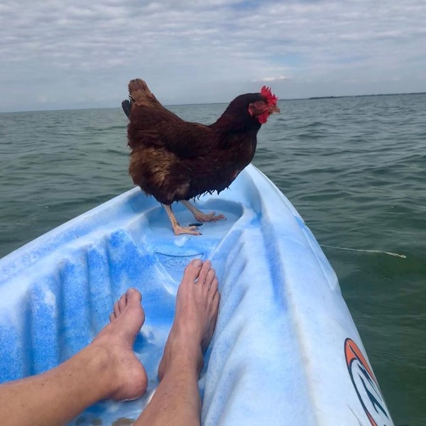 Mereka telah bepergian ke pantai-pantai di Florida, museum, restoran, bahkan Sammi juga ikut berbelanja. (sammichicken/Instagra) Mereka telah bepergian ke pantai-pantai di Florida, museum, restoran, bahkan Sammi juga ikut berbelanja. (sammichicken/Instagra)