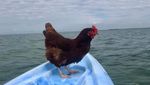 Foto: Sammi, Si Ayam yang Suka ke Pantai