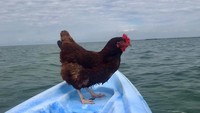Mereka telah bepergian ke pantai-pantai di Florida, museum, restoran, bahkan Sammi juga ikut berbelanja. (sammichicken/Instagra)