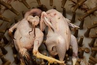 Ayam Kalasan Di Tengah Musim Penghujan Yuk Lihat Resep Dan Jenis Ayam Kalasan Di Sini