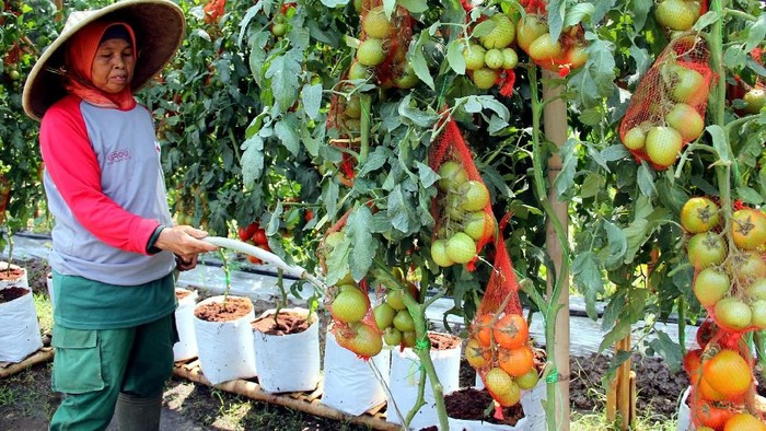 Pengembangan Pangan dan Risiko Lingkungan